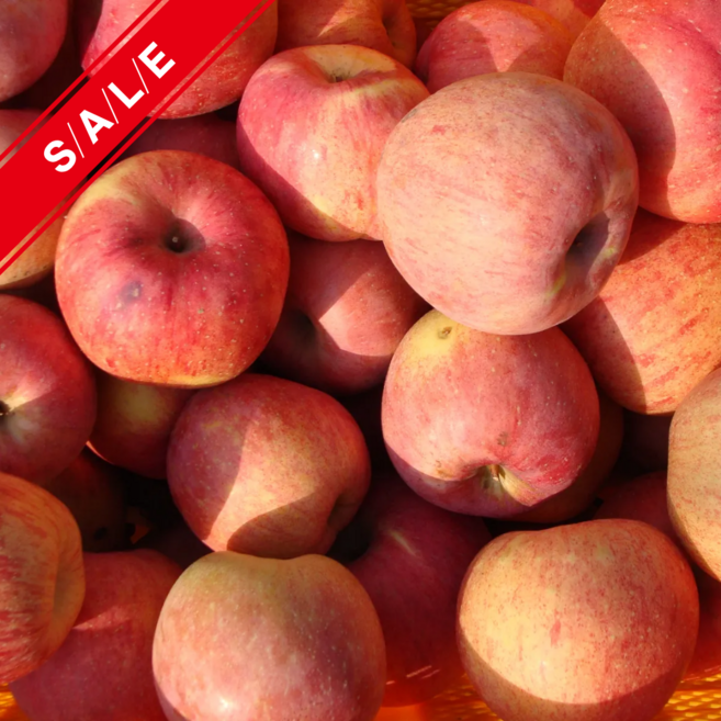 고당도 경북 청송 안동 문경 부사 꿀 사과 가정용 5kg, 1박스, 소과(29-38과내) 5kg