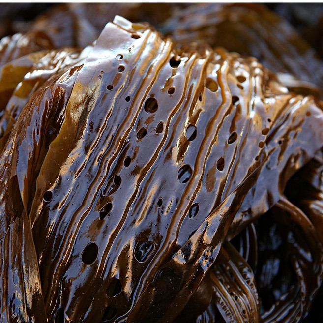 포항 바다의 싱싱함 자연산 돌미역 SY, 1개, 2kg