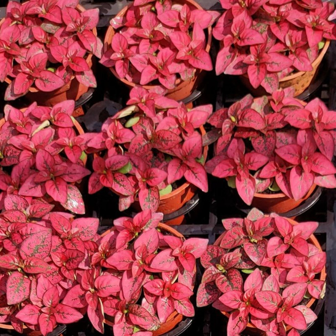 植感園藝 草本植物 3吋盆, 嫣紅蔓, 1個