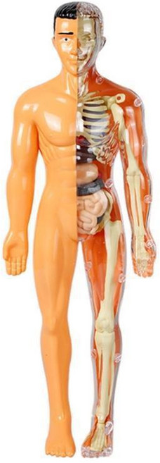 미니 인체 해부학 모형 세트 탐구 우리몸, 1개