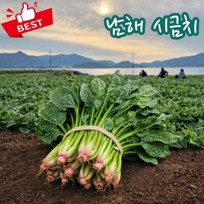 똘순이네 국내산 시금치 제철나물 반찬 김밥용, 3kg, 1박스