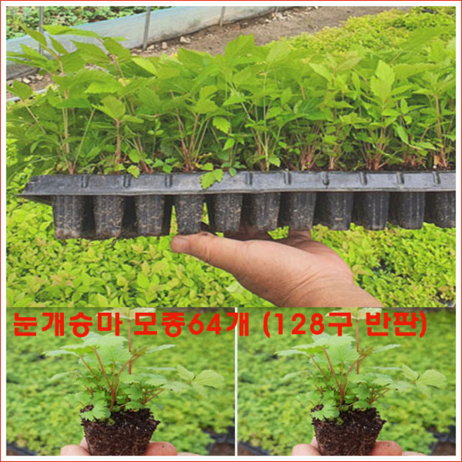 눈개승마 모종 64개 = (128구 트레이 모종 반판) 판매 (평일 4시까지 주문 시 오늘발송), 1개