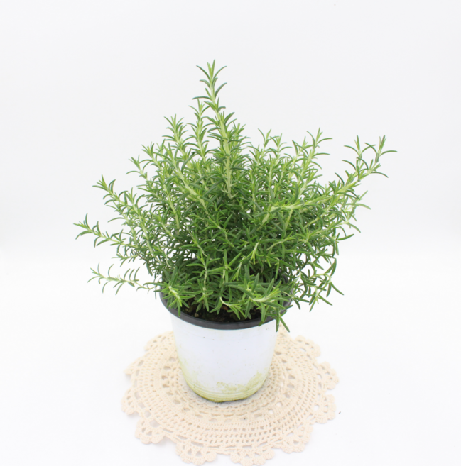 [골든플랜트] 클리핑로즈마리 중품 꽃피는 허브식물, 1개