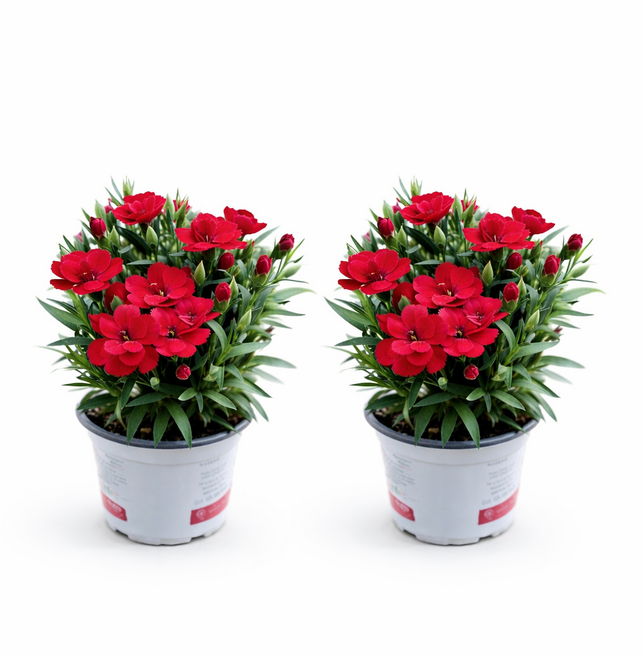 향 카네이션 소형 야생화 화분 미니 선물 봄꽃 베란다 키우기 스승의날 대성식물, 2개, 레드