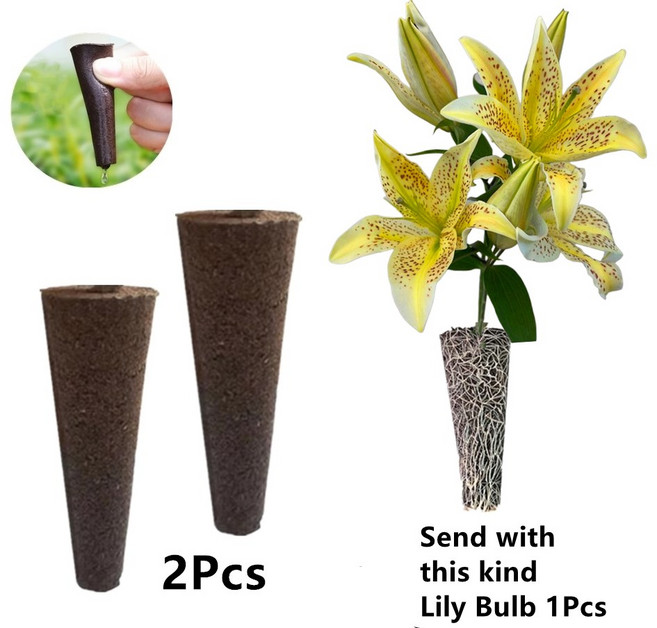 무토양 수련 구근 재배세트 (아마릴리스), G, 1개