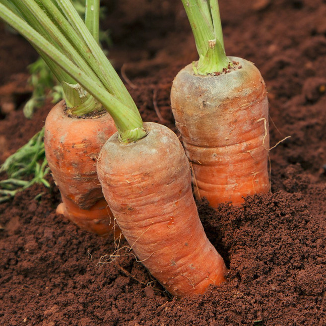 신선한 제주 구좌 햇 흙당근 3kg 5kg 10kg, 1개, 3kg(왕특과)
