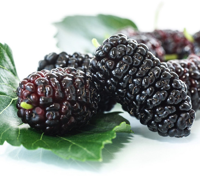 산들해 햇 토종 오디 명품 냉동생과, 1개, 5kg