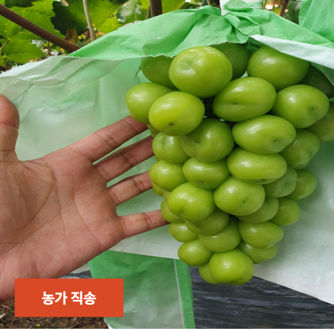 [마지막특가] 19brix 초고당도 꿀 샤인머스캣, 1박스, 2kg
