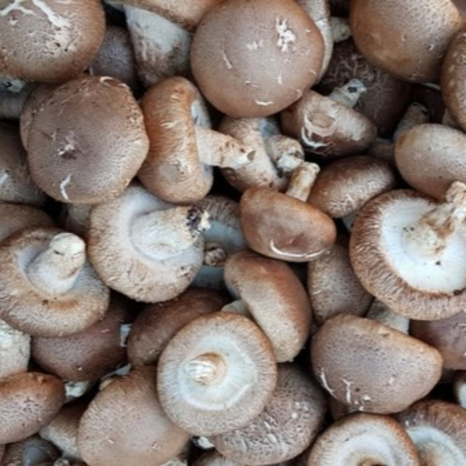 [예산농장-생표고버섯] 생표고버섯 동고 중품 (가정용) 추천, 4kg, 1개