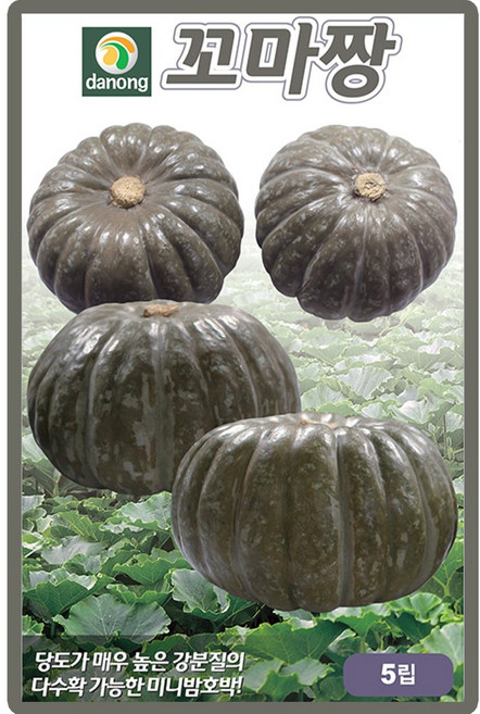다농 꼬마짱단호박 씨앗 5립 미니 단호박씨 종자, 3개