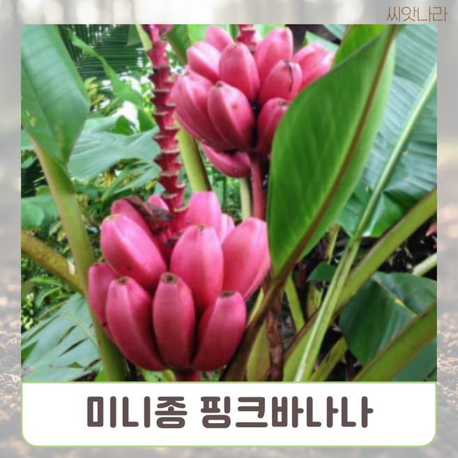 노지월동 미니종 핑크바나나 씨앗 5립 야생화 꽃씨 나라 희귀 pur+0650Eg