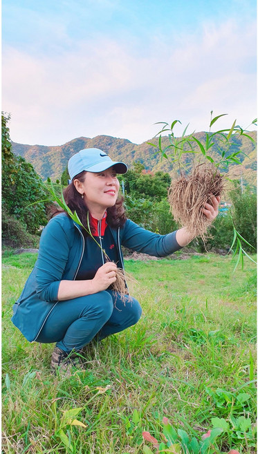 깨끗히 자연산 국산 건조 산해박 약초궁 10뿌리 산해박복용법확실하게알려줌, 1개