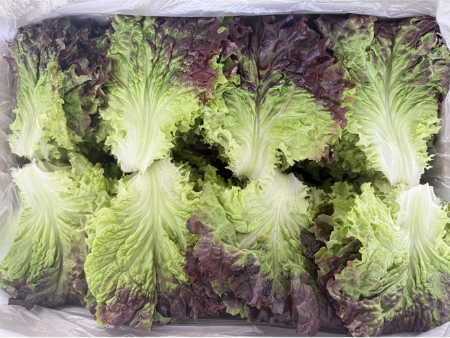 (보타닉 연산) 당일수확 당일배송 신선한 꽃상추 농장직배송, 1개, 2kg