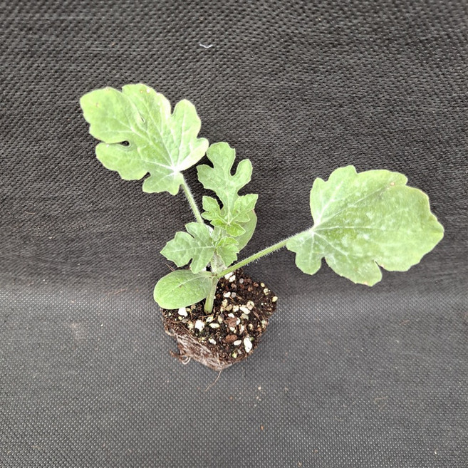 미소화원농장 수박 복수박 애플수박 모종 열매채소 키우기, 큰수박