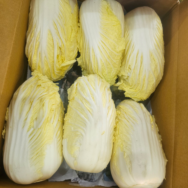 싱싱냠냠 국내산 알배추 쌈배추 알배기 배추, 6개, 실속