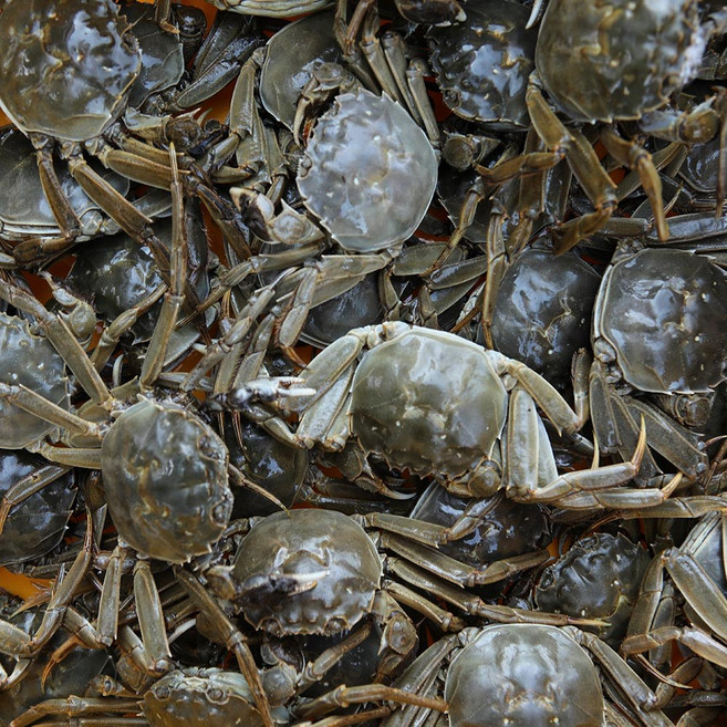 민물참게 자연산참게 게장 매운탕 노량진민물고기 직송, 민물참게 1kg대(냉동), 1개, 1kg