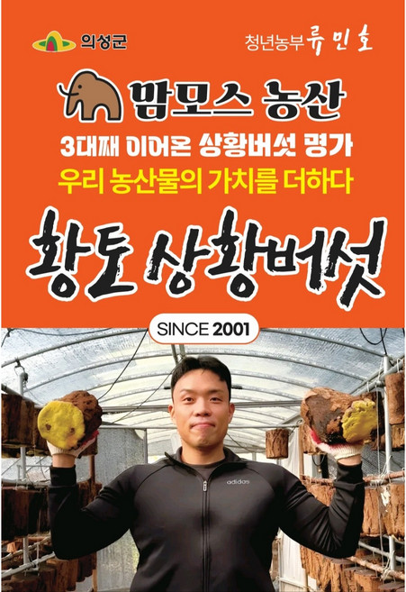 [맘모스농산] 국산 3대째 키운 황토상황버섯, 1세트, 황토상황버섯 200g