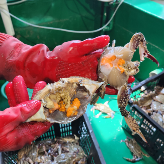 서해안 국내산 생물 알배기80%이상 봄 활 암꽃게 제철 봄 꽃게, 1개, 1kg