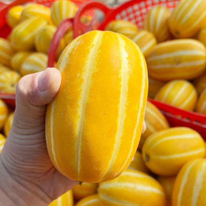 [당도선별] 성주참외 산지직송 가정용 혼합과 고당도참외, 1박스, 참외 혼합 3kg