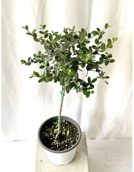 토피어리 핫도그형 올리브나무 중품 35-60cm 99, 1개