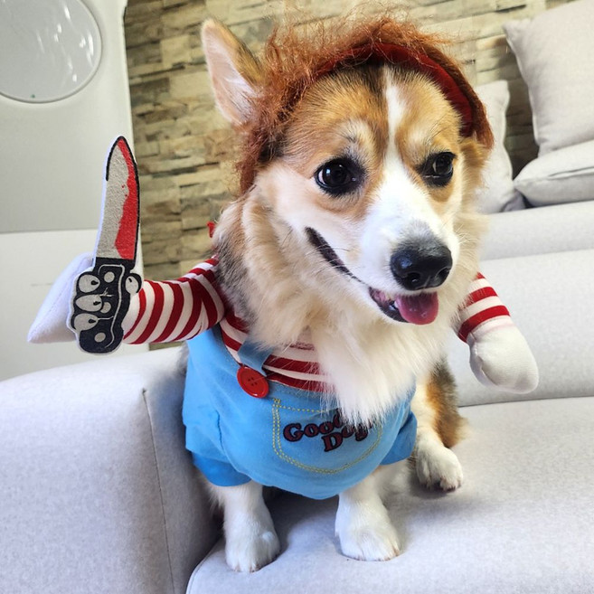 강아지 할로윈 옷 코스튬 애견 처키 M 강아지처키옷 강아지의상 애견드레스_624C, 본상품선택