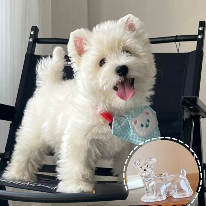 웨버몰 반려동물 털 보관 키링, 1개, 투명