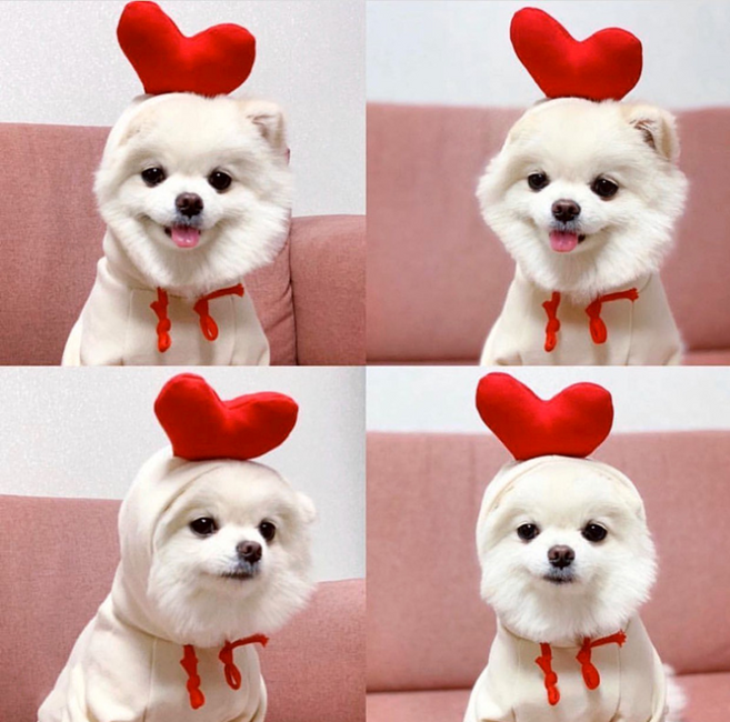 켈리몰 강아지 고양이 애견 과일 할로윈 코스튬 후드티 옷, 1개