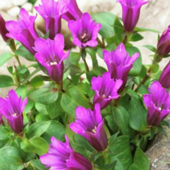 용담-핑크 모종 / 9cm분 두개셋트 Q979