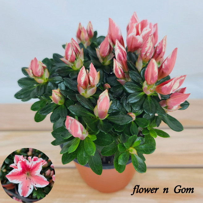 서양철쭉 핑크스타 소품 철쭉 봄꽃, 1개, 핑크