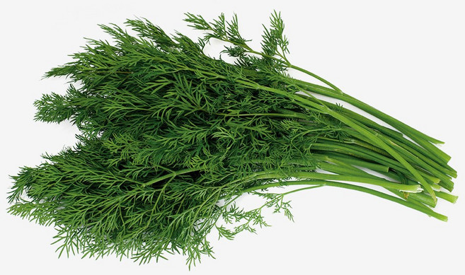 쉐프의정원 직접 재배한 허브 딜 10g 100g, 1