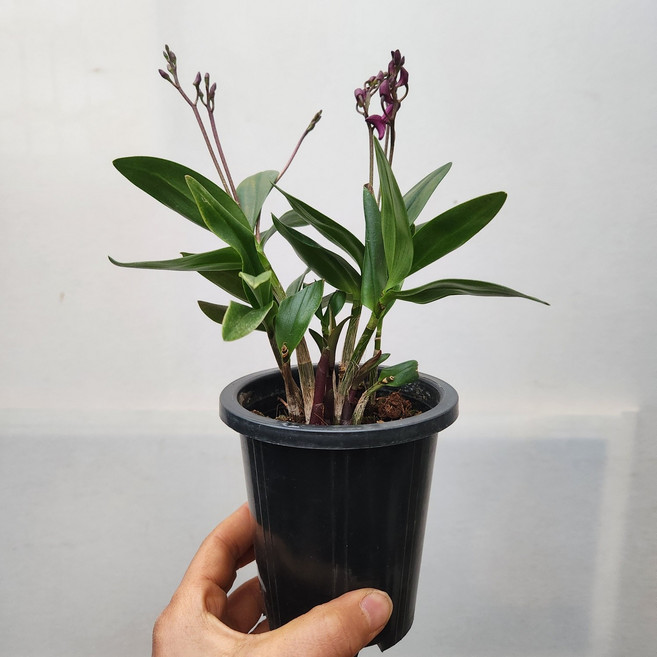 긴기아눔 소품79 긴기아난 깅기아난 겨울난꽃 꽃비종합원예, 1개, 사진참조