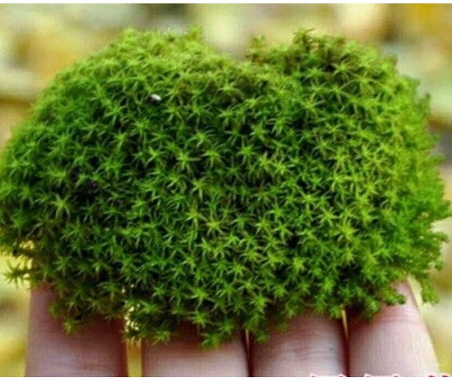 星星蘚 片裝3*3cm 人工培育苔蘚 鋪面 水陸缸 微景觀造景 砂蘚 DIY 青苔 生態瓶, 1個