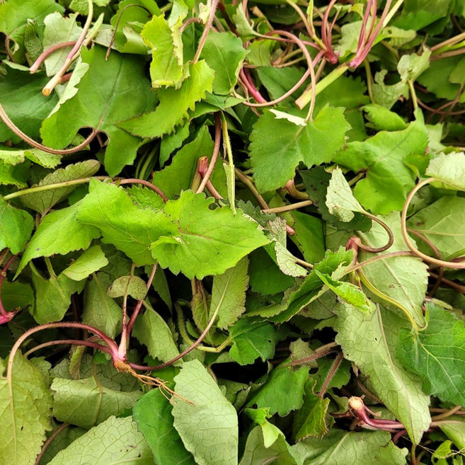 산지직송 국산 생 취나물, 1박스, 1kg