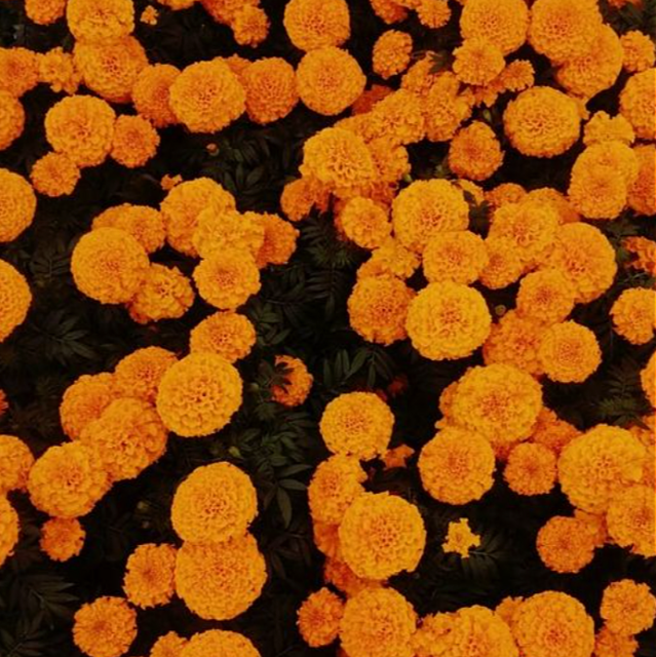메리골드 오렌지 일년생 모종6개 식용꽃 오래피는꽃 규격10cm포트묘 천지가야생화, 6개
