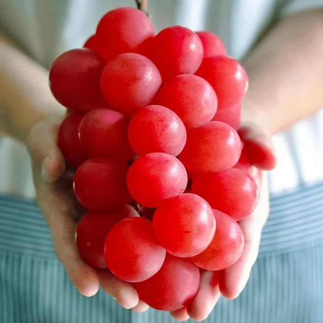 포도나무 묘목 / 루비로망(접) 포도중에 최고비싼 적포도 / 알이 탁구공만해요, 1개 - 쿠팡