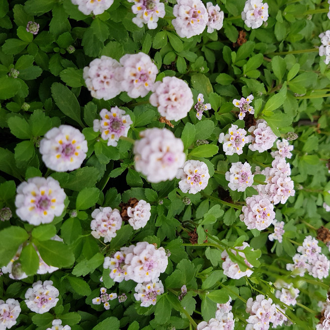 야생화피어나라 겹물망초(1Set 3포트), 1개