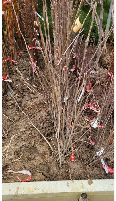 마가목 나무 실생 2년생 뿌리묘 3주 묶음 약용수, 1개