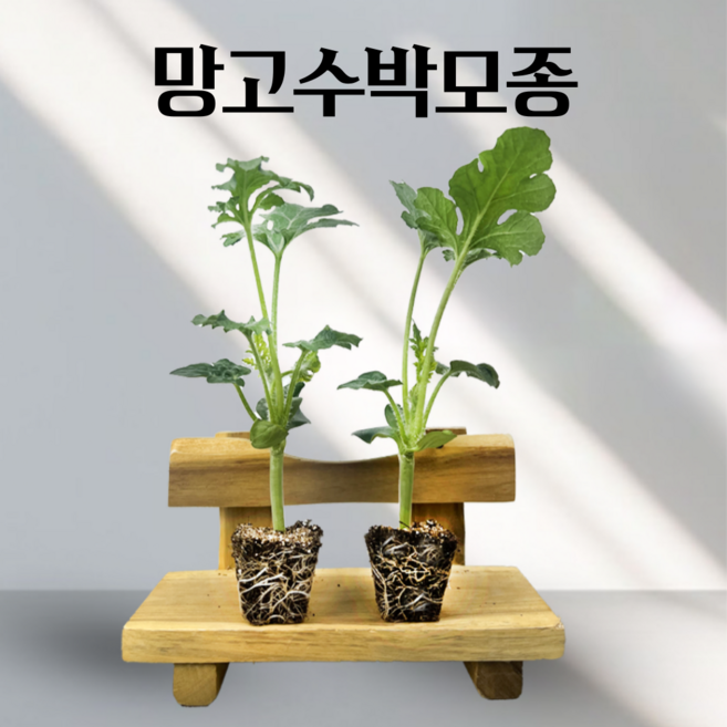 (접목) 흑피수박모종 망고수박모종 복수박모종 대량구매가능, 5개