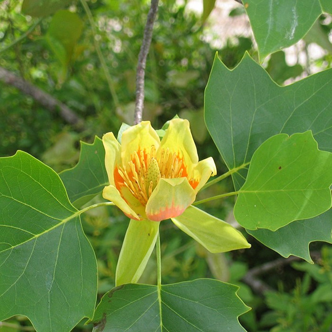 [새싹에서 나무까지] 목백합 실생2년_목백합나무묘목_튤립나무묘목