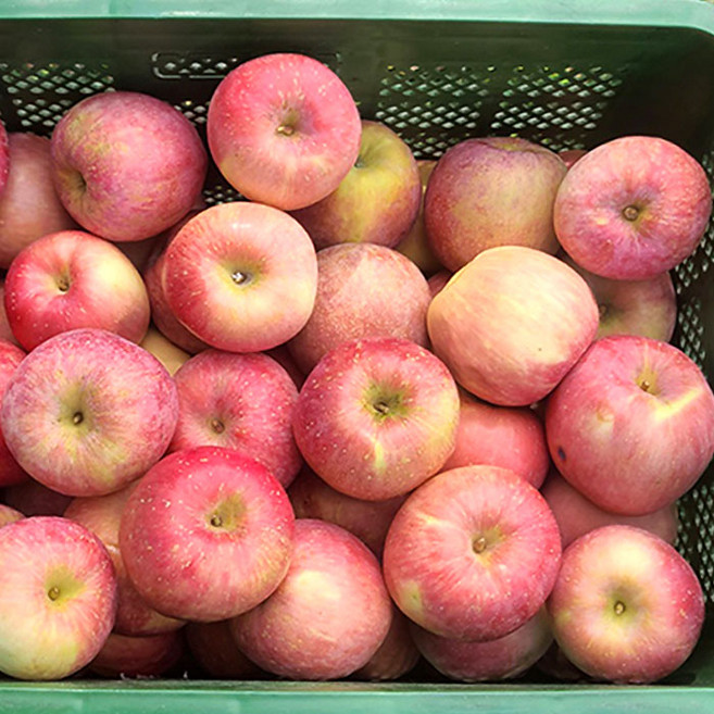 당도선별 사과 산지직송 아삭 달콤한 사과, 1개, 가정용 (대과) 10kg 25-30과