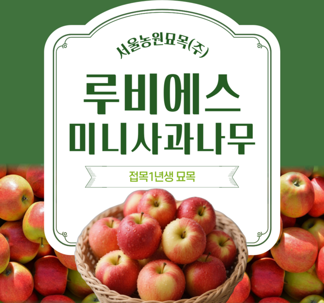 서울농원/루비에스 미니사과 나무 1년생 과실수 유실수 수분수 묘목, 1개, 특묘