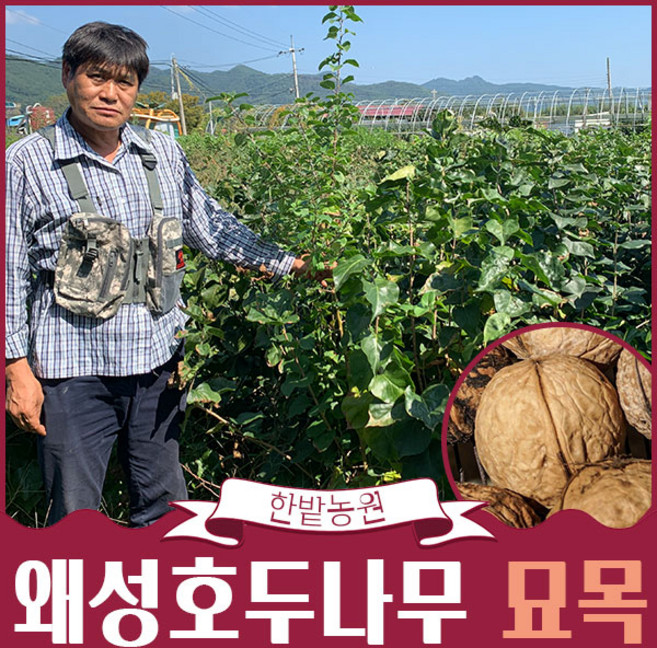 왜성 호두나무 묘목 185 3년생 2년생 1년생, 1개