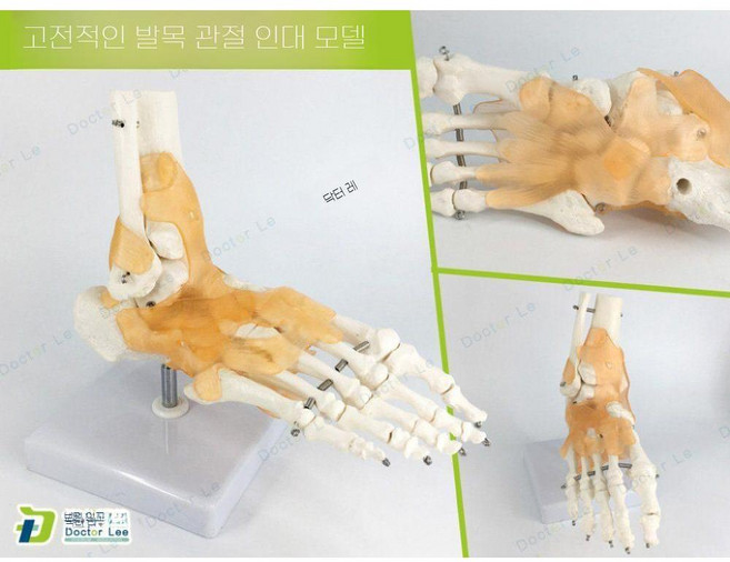 지피아 인체 모형 무릎 해부학 모델 교육 교육용 무릎관절 어깨 정형외과, G. 발관절