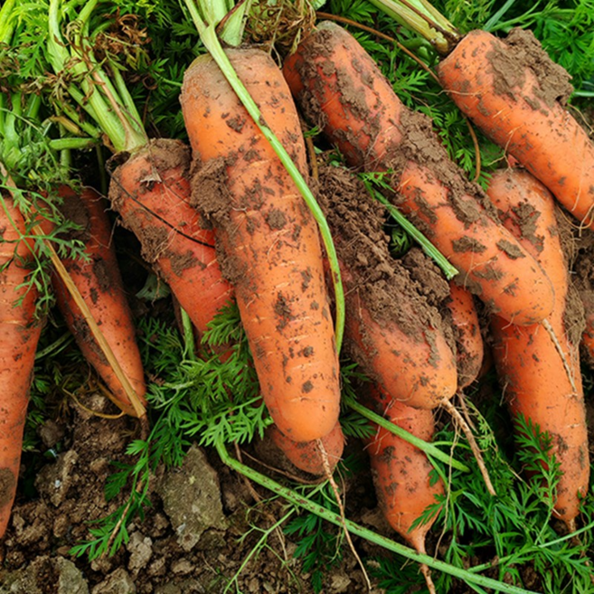 [햇 구좌당근]제주 구좌 흙당근 흙 주스용 못난이 당근 국산 햇당근 5kg 10kg 중, 1박스, 제주 흙당근 5kg 상