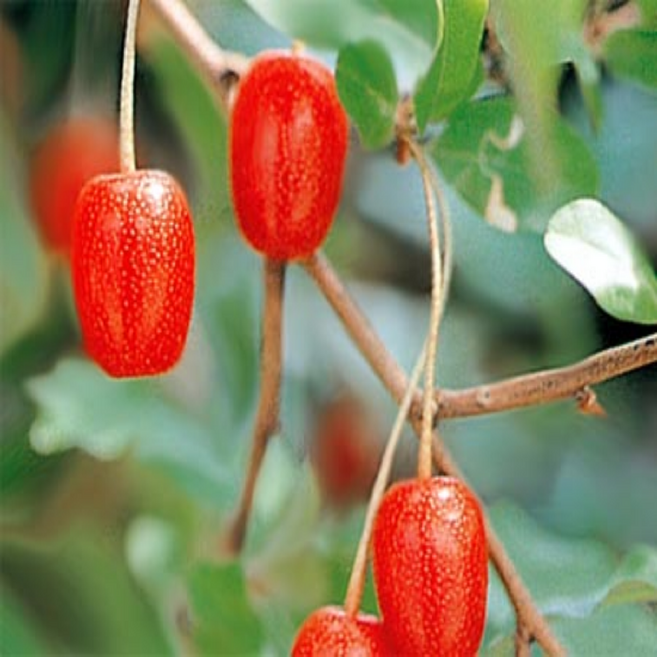 나무마켓 왕보리수 나무 묘목, 왕보리수 H1.5 x W0.4 결실주, 1개