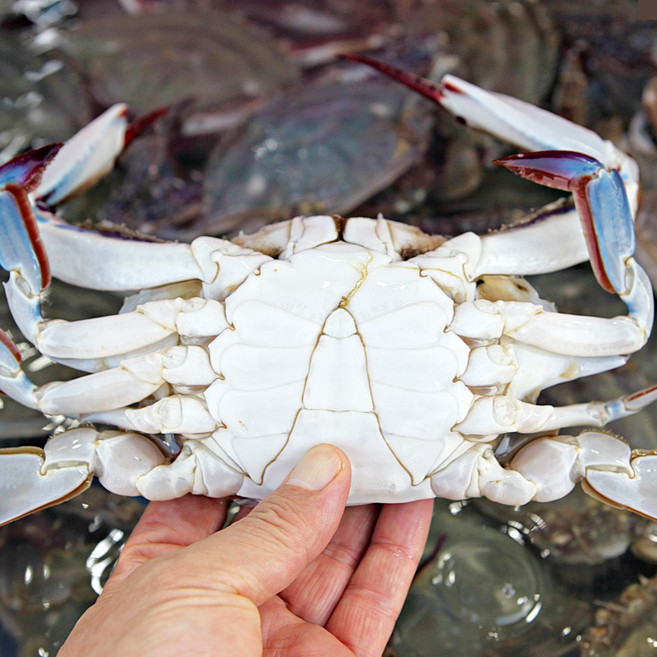 [당일바리] 서해안 활 숫꽃게 생물 꽃게, 1개, 2kg(10-12미내외)