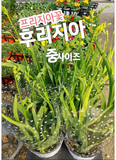 프리지아-후리지아 중품/향기는 달콤 은은 졸업식 꽃다발의 대표