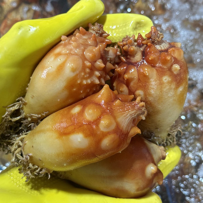 통영 멍게 제철 활멍게, 1개, 1kg