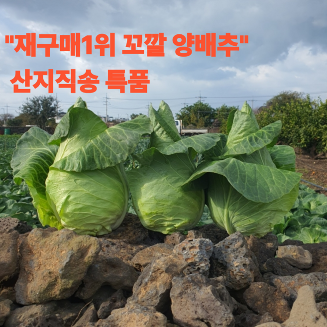 수량한정 고깔 양배추 산지직송 특품, 1박스, 5kg