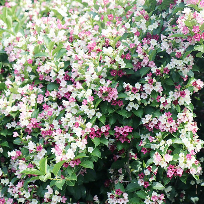 삼색병꽃나무 x 10포트 여름꽃